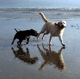 A picture of 2 dogs running on Black Rock Sands in Gwynedd. They are reflected in the wet sand.